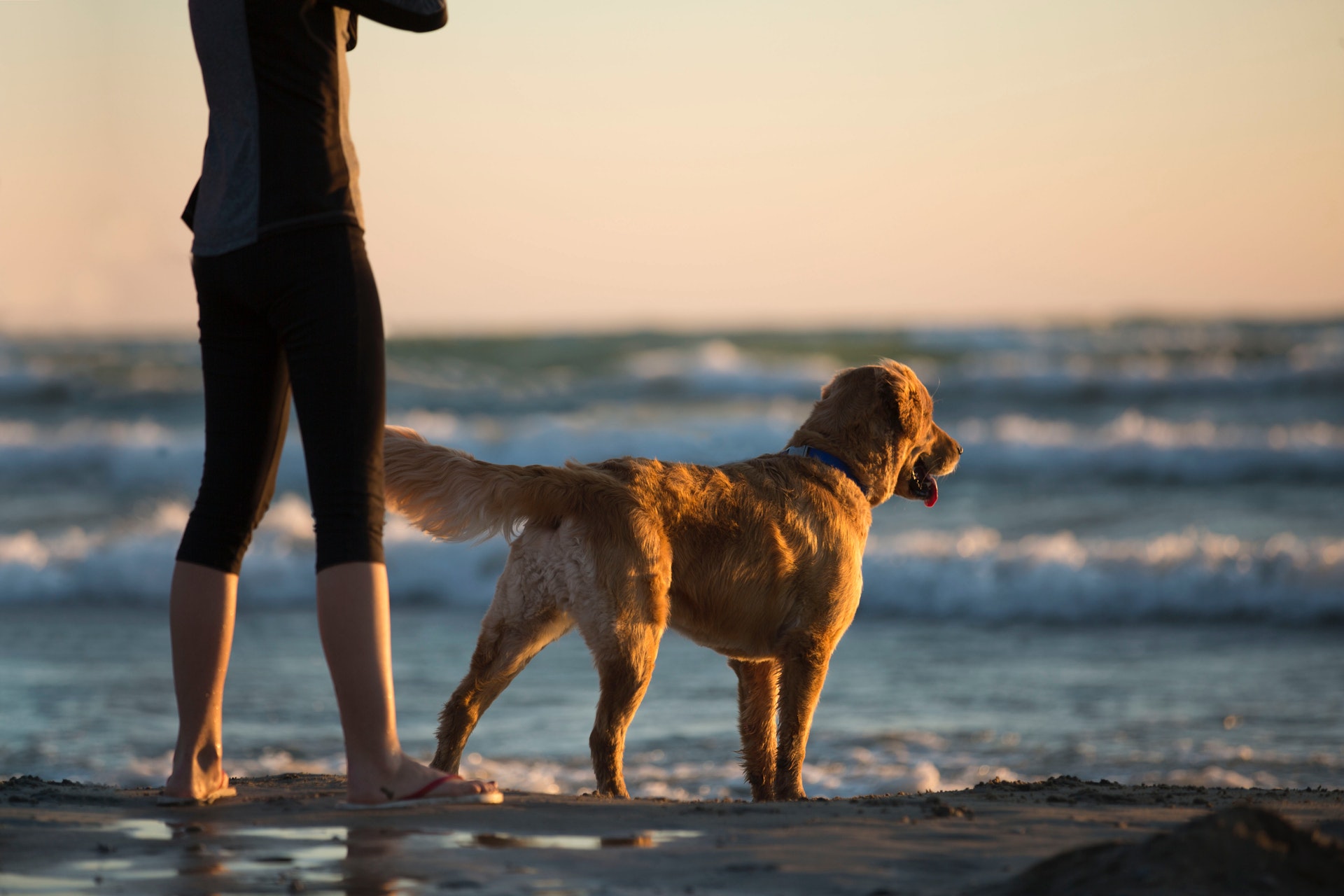7 Ways Emotional Support Animals Help In Relieving Depression Pet