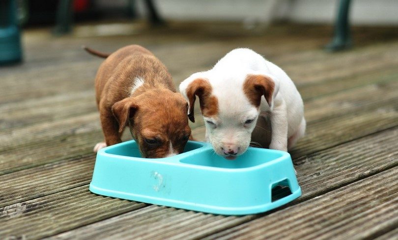 The Best Dog Food For Puppies Pet Shops Guide Blog