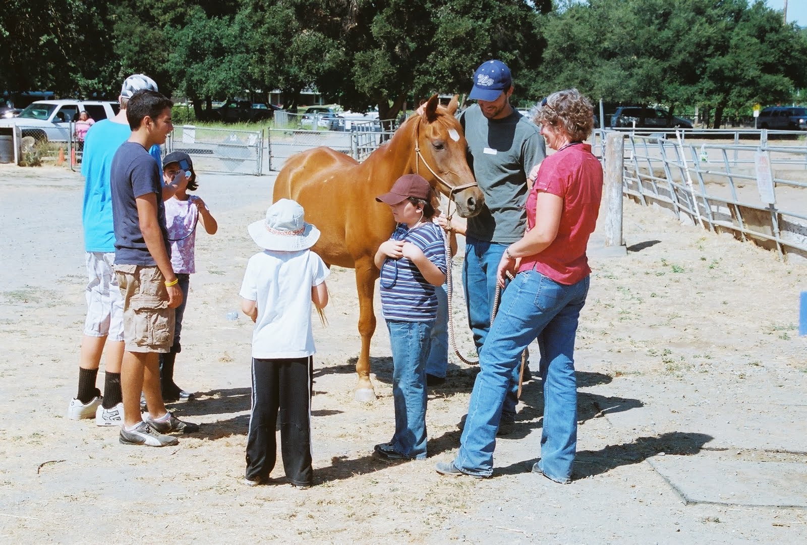 How Often Should I Take My Horse To The Vet? - Pet Shops Guide Blog