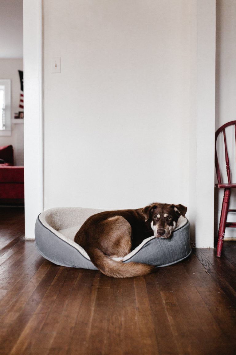 How To Choose A Perfect Dog Bed? Pet Shops Guide Blog