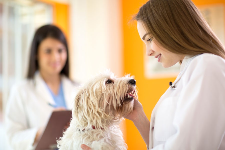 Important Things To Know About Your Pet Insurance Pet