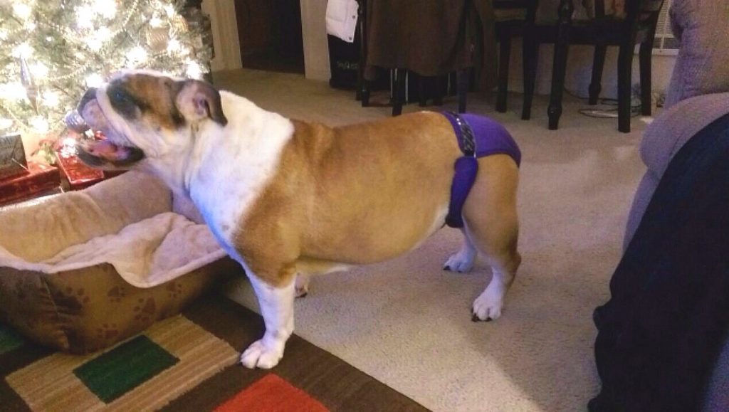 How To Use Dog Diapers? Pet Shops Guide Blog